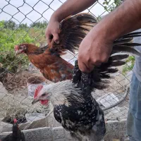 خروس بومی|حیوانات مزرعه|شاهینشهر, گرگاب|دیوار