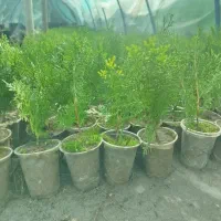 کامیس نوکدار نشا|گل و گیاه طبیعی|چابکسر, |دیوار