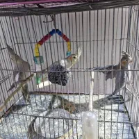 ۴عدد هلندی|پرنده|گتوند, |دیوار