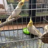 ۳ عدد عروس هلندی لوتینو|پرنده|اصفهان, خواجو|دیوار