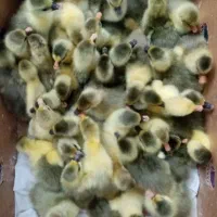 جوجه غاز محلی