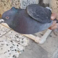 کبوتر|پرنده|لردگان, |دیوار