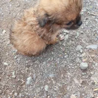 دوتا توله میکس پامر و شیواوا|سگ|بم, |دیوار