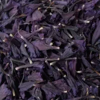 گل گاوزبان دم سفید اعلا برداشت اردیبهشت ۱۴۰۴