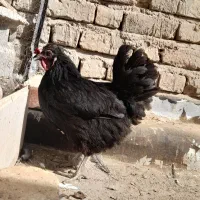 مرغو خروس جوان
