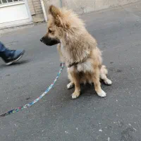 فروشی|سگ|تهران, قلهک|دیوار