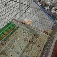 قناری مزایکی|پرنده|اردبیل, |دیوار