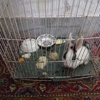 بچه خرگوش دوماهه|موش و خرگوش|گرگان, |دیوار