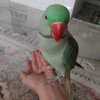 شاه طوطی نر|پرنده|کرج, گلستان|دیوار