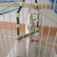 عروس آلبینو دوکت