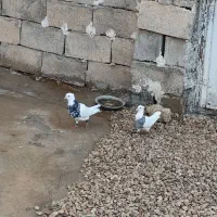 طوقی|پرنده|دهدشت, |دیوار