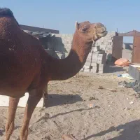خاش|حیوانات مزرعه|خاش, |دیوار