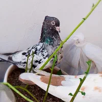 چهار عدد سینه سار زرد  میزون|پرنده|مشهد, شهید آوینی|دیوار