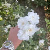 ساعت تیسوت