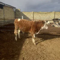 گوساله سیمینتال