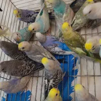 مرغ عشق رینبو رنگین کمانی اسپانگل تعداد|پرنده|تهران, شهرک ولیعصر شمالی|دیوار