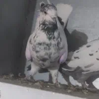 نرجوزی کاکلی درشت وپرشتی|پرنده|بروجرد, |دیوار