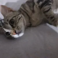 گربه ماده عقیم شده