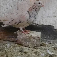 دوتا ماده خوشکل دم سفید ساده دورنگ