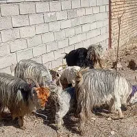 بز جوان|حیوانات مزرعه|دورود, |دیوار