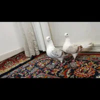 کبوتر|پرنده|خرم‌آباد, |دیوار