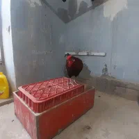 خروس