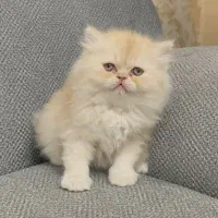 گر به های ارزون تهران (اسکاتیش بریتیش پرشین رگدال)|گربه|تهران, پونک|دیوار