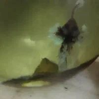 جفت فایتر بیگ ایر وارداتی|ماهی|نظرآباد, نظرآباد|دیوار