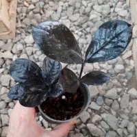 زاموفیلیا سوپر بلک قیمت فقط 80 و 60 هزار تومان|گل و گیاه طبیعی|نیشابور, شهرک قدس|دیوار