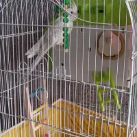 عروس هلندی،|پرنده|شیراز, گود عربان|دیوار