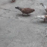 شتری درجه ۱