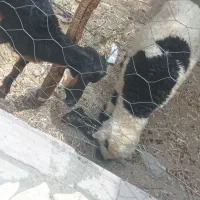 ۲عدد بره و کهره بختیاری