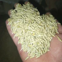 یک تن جو انصار دیم بذر ی|لوازم جانبی حیوانات|کبودرآهنگ, |دیوار