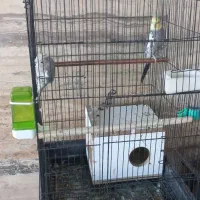 عروس هلندی با قفس|پرنده|محلات, |دیوار