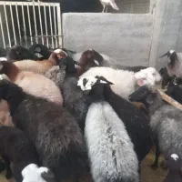 میش داشتی|حیوانات مزرعه|قم, تعویض پلاک|دیوار