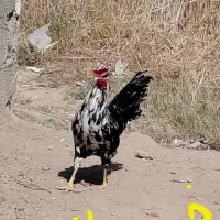 مرغ و خروس گلین با جوجه هاش|حیوانات مزرعه|خمینیشهر, |دیوار