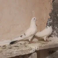 کبوترپرنده
