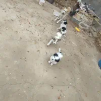 واگذاری توله سگ پاکوتاه خوشگل و با استعداد|سگ|دشتابی, |دیوار