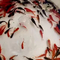 ماهی عید نوروز