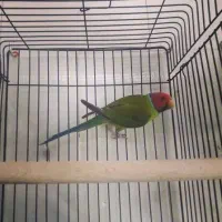 طوطی کله آلویی جنسیت نر