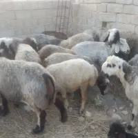 میش داشتی