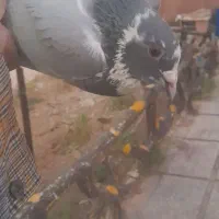 کبوتر همدانی