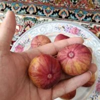 انجیر|خوردنی و آشامیدنی|چرداول, |دیوار