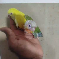 جوجه طوطی سانان، گرینچیک ،راهب
