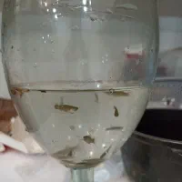 ماهی گوپی باردار ماهی آکواریومی|ماهی|دزفول, |دیوار