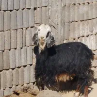 فروش کولار و بز جوان ترکی قصابی