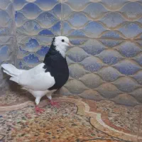 کبوتر طوقی ماده خفت بدون غلط مست آماده جفتکیری
