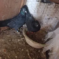 عشق به آسمان