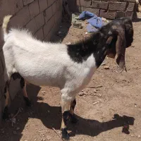تکشاد دودندان