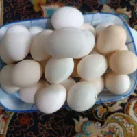 فروش تخم مرغ محلی.